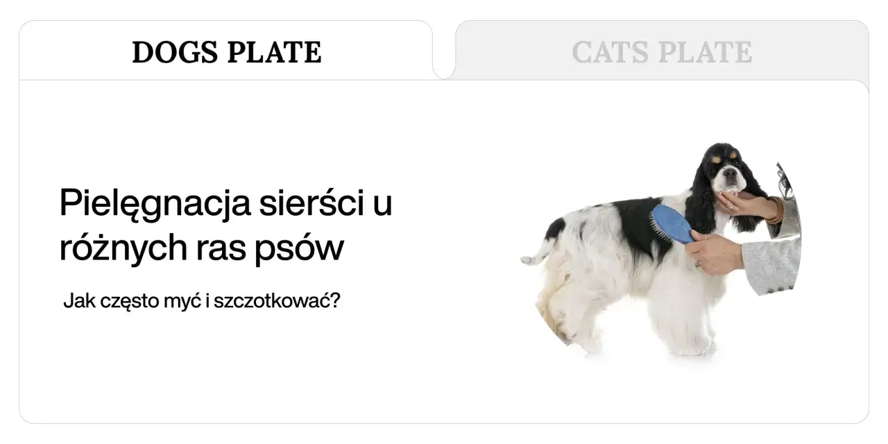 Pielęgnacja długiej, dwukolorowej sierści psa rasy cocker spaniel. Szczotkowanie to klucz do zdrowego rodzaju sierści.