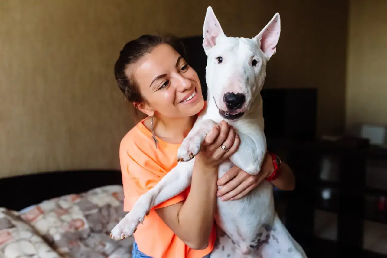 Uśmiechnięta kobieta tuli białego bull terriera. Mimo opinii, że bull terriery to najgroźniejsze psy, ten okaz jest bardzo łagodny.