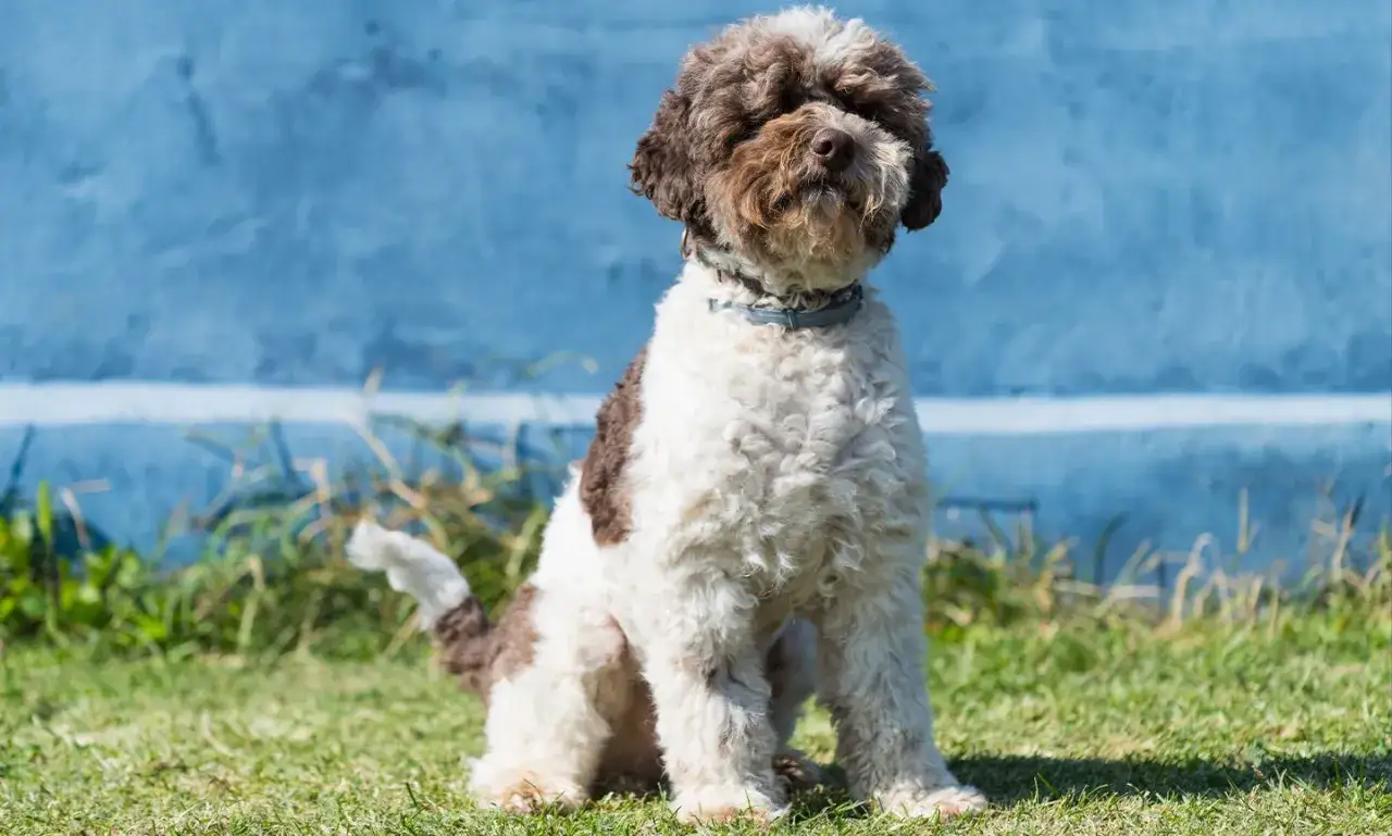 Uroczy lagotto romagnolo siedzi na trawie, z puszystą, brązowo-białą sierścią i wesołym spojrzeniem.