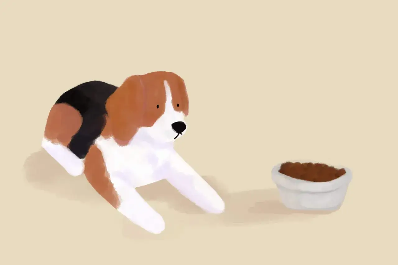 Beagle leży obok miski z karmą, zastanawiając się, ile mokrej karmy dla psa zje.