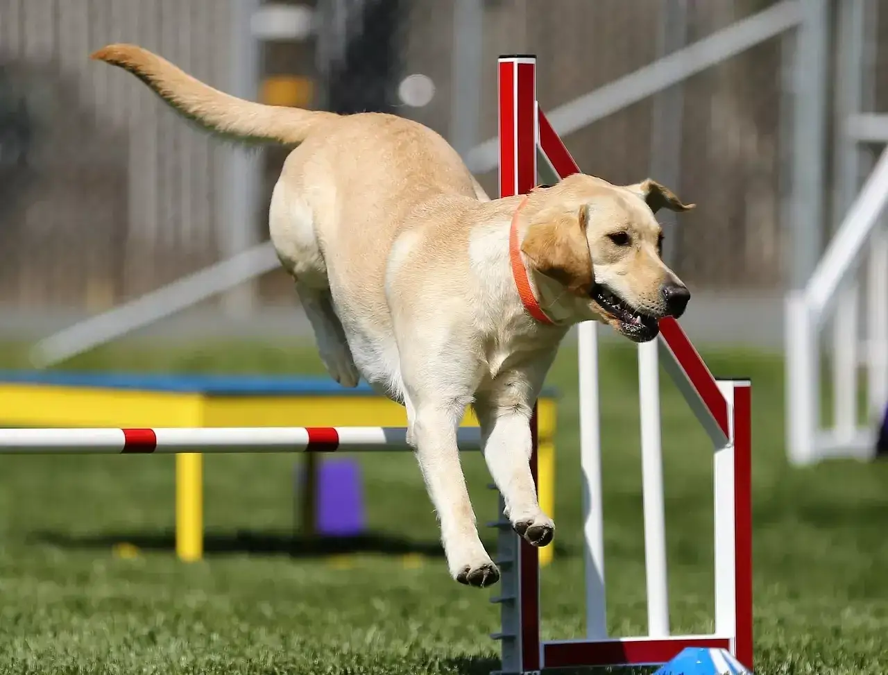 Zwinny pies skacze przez przeszkodę na torze agility.
