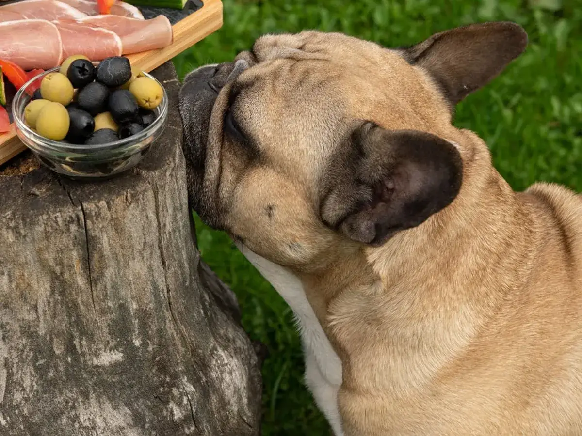 Buldog francuski wącha miseczkę z oliwkami. Czy pies może jeść oliwki? To pytanie zadaje sobie wielu właścicieli czworonogów.