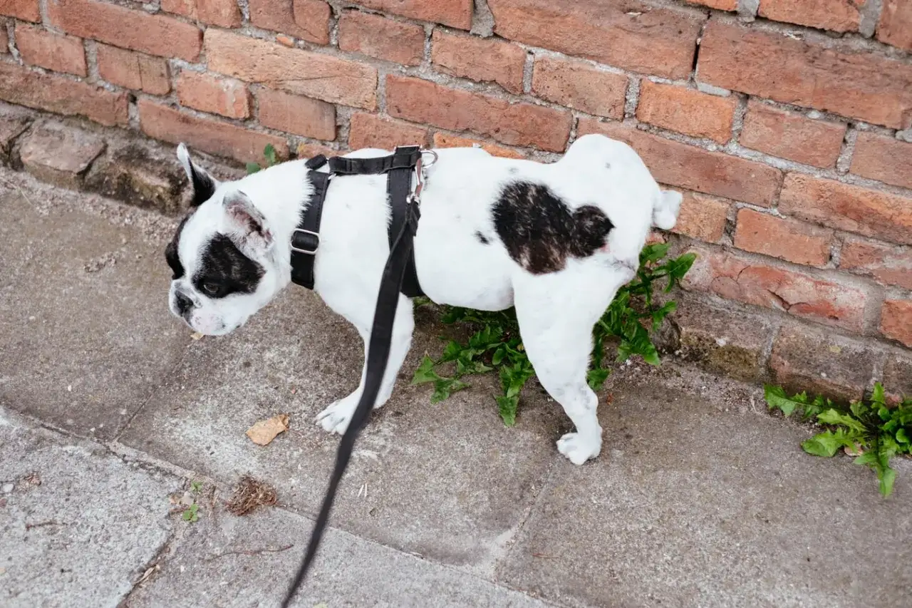 Piesek francuski buldog w szelkach przy ceglanej ścianie. Może mieć problem z nietrzymaniem moczu u psa, dlatego jest na smyczy.