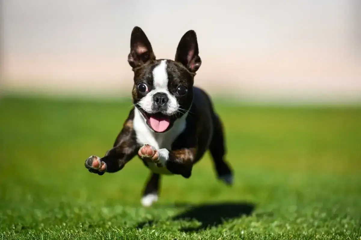 Szczęśliwy Boston Terrier pędzi przez trawę, z językiem na wierzchu. Czy psy się uśmiechają? Ten wygląda na bardzo zadowolonego!
