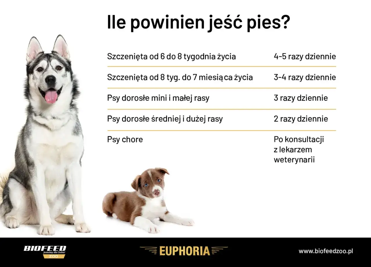 Tabela: ile powinien jeść szczeniak i dorosły pies. Podano zalecenia dotyczące karmienia szczeniąt i psów różnych ras.
