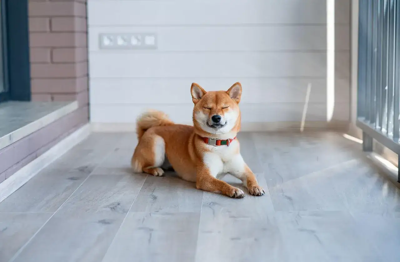 Uśmiechnięty shiba inu z zamkniętymi oczami, leżący na drewnianej podłodze. Jego radosny wyraz idealnie oddaje wesoły shiba inu charakter.