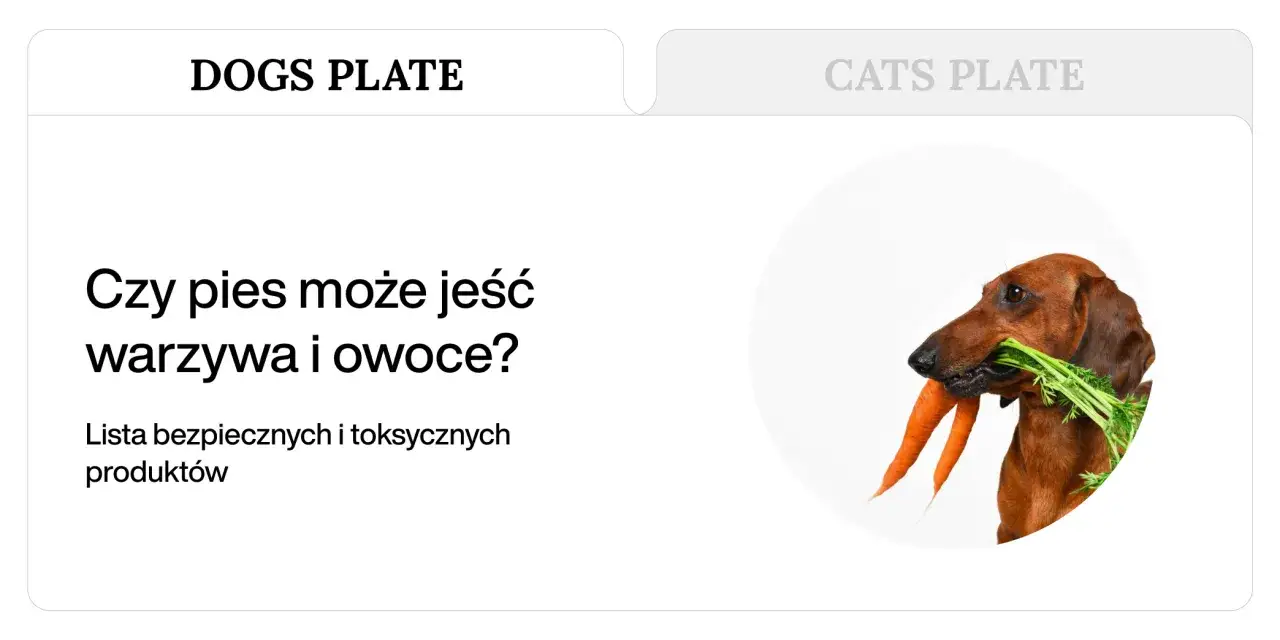 Jamnik z marchewką w pysku. Dowiedz się, jakie warzywa może jeść pies, by był zdrowy i szczęśliwy.