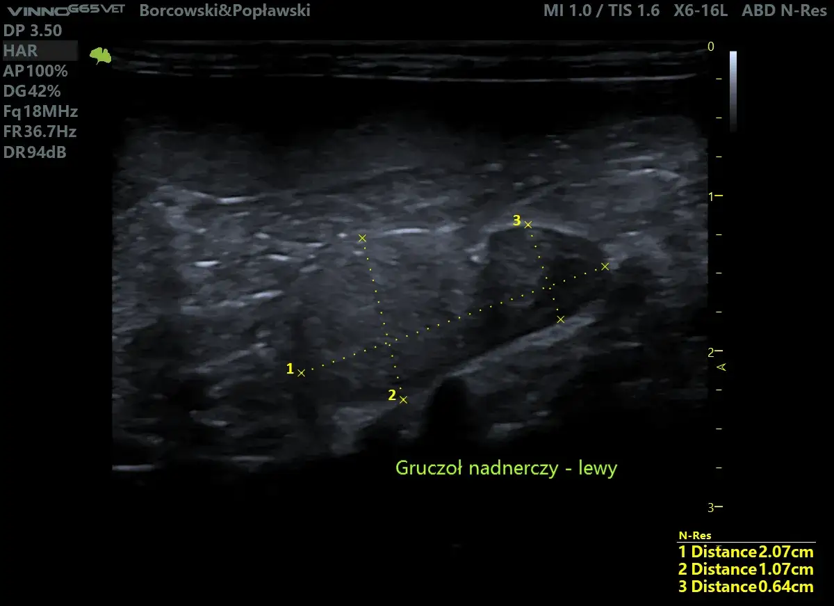 USG lewego nadnercza psa z widocznym guzem. Wymiary guza nadnerczy u psa rokowania: 2.07cm, 1.07cm, 0.64cm.