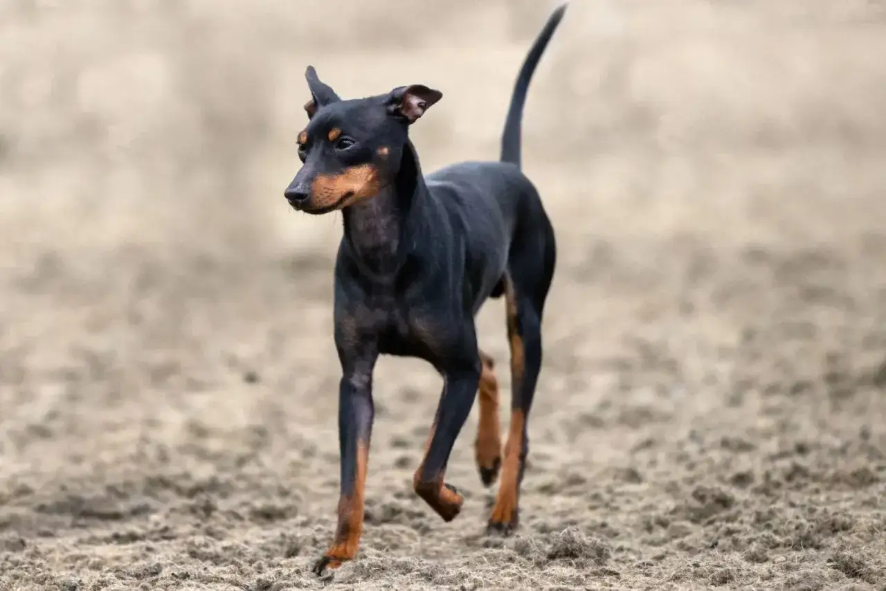 Czarny english toy terrier z rudymi znaczeniami biegnie po piaszczystym terenie.