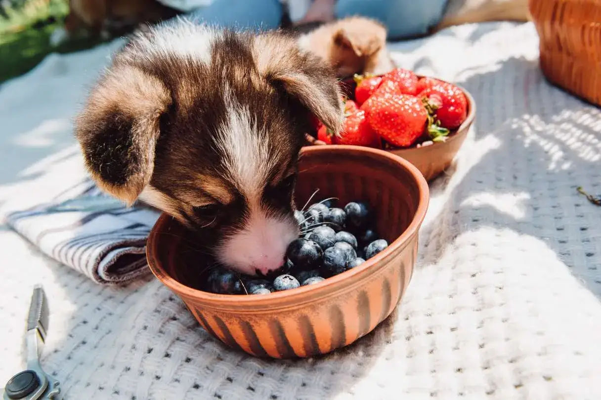 Szczeniak Corgi zjada borówki z miseczki, zastanawiając się, czy pies może jeść borówki. Obok miska z truskawkami.