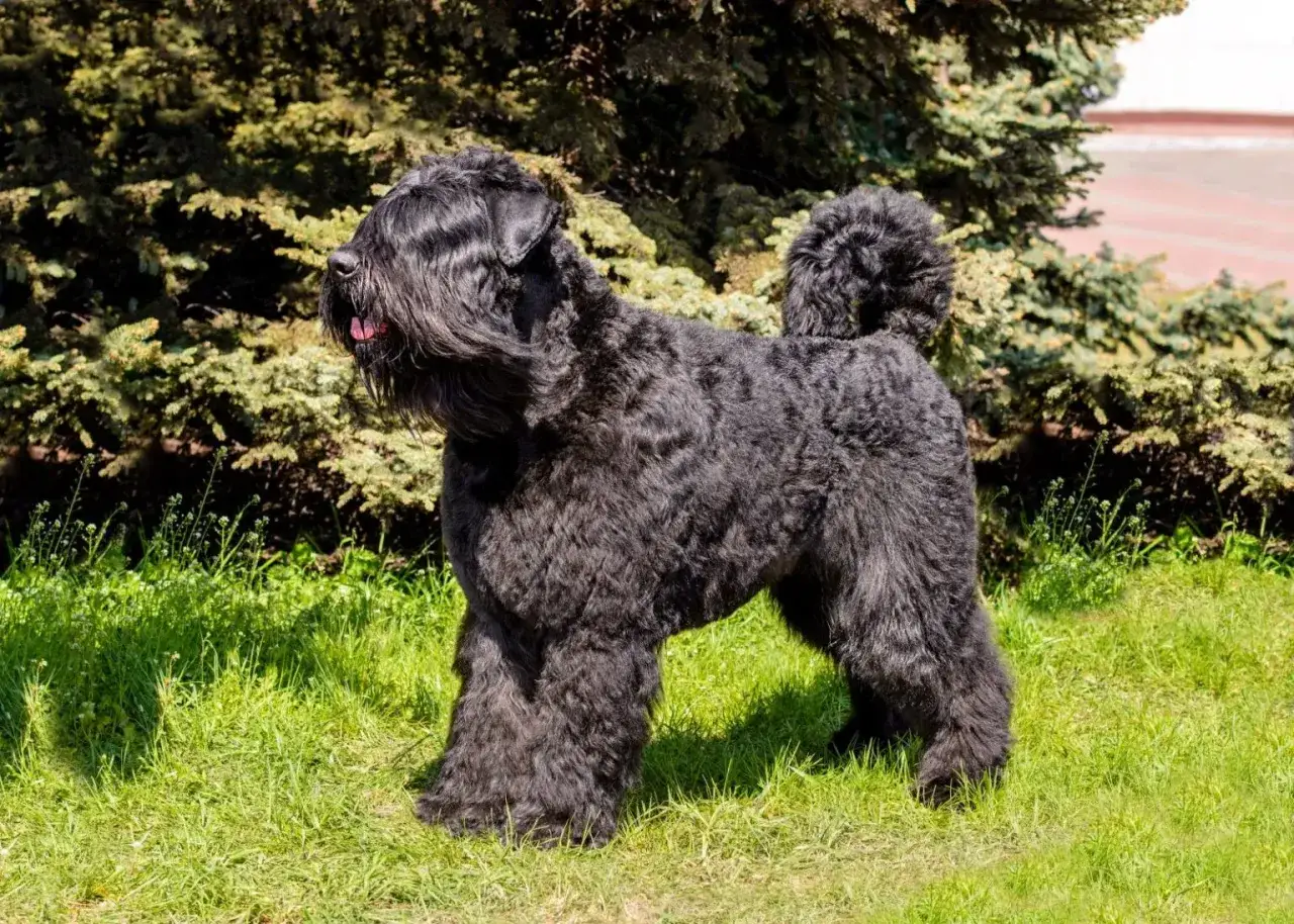 Czarny bouvier des flandres z bujną sierścią stoi na zielonej trawie, z puszystym ogonem i zasłoniętą oczami grzywką.