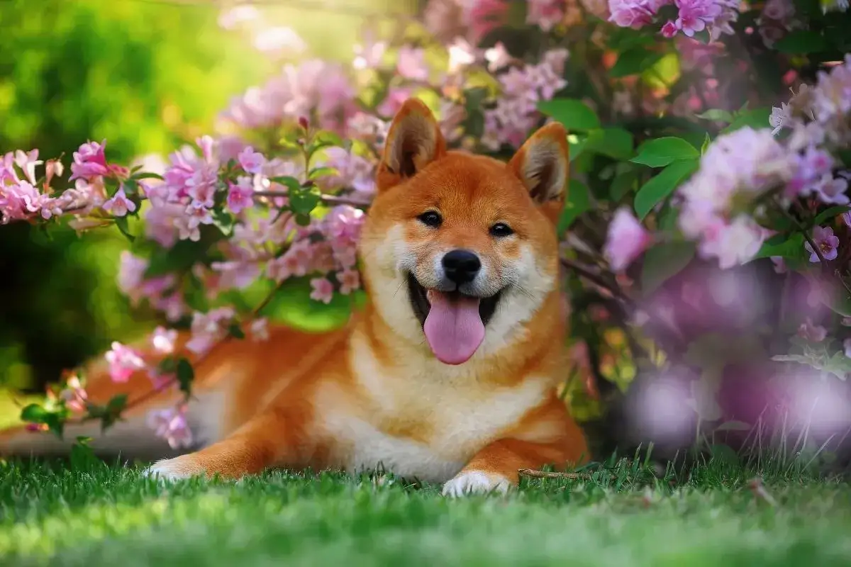 Uśmiechnięty pies rasy shiba inu, popularnej japońskiej rasy psa, leży na trawie wśród kwitnących krzewów.