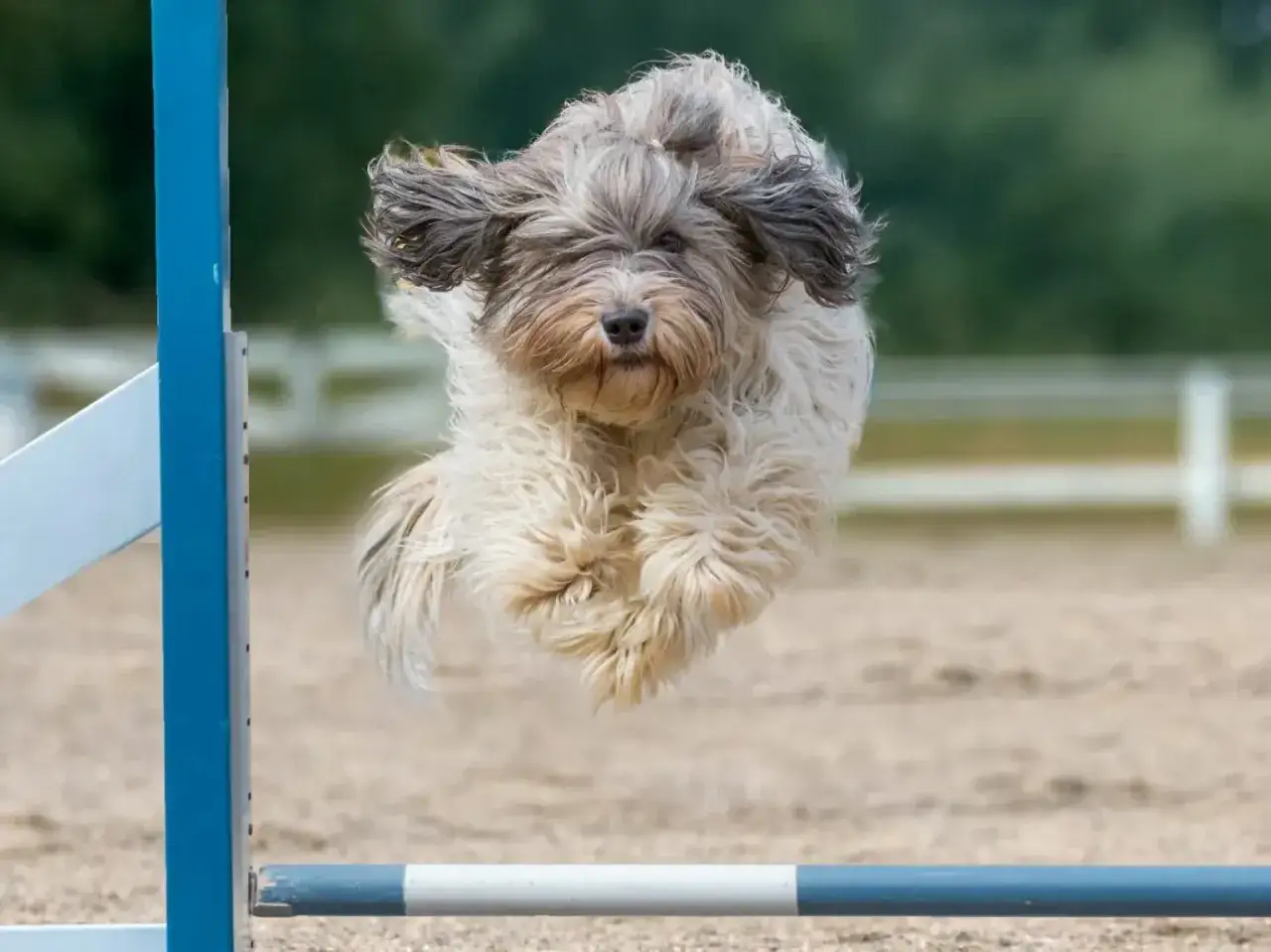 Puszysty pies rasy border collie z gracją przeskakuje przez przeszkodę na torze agility.