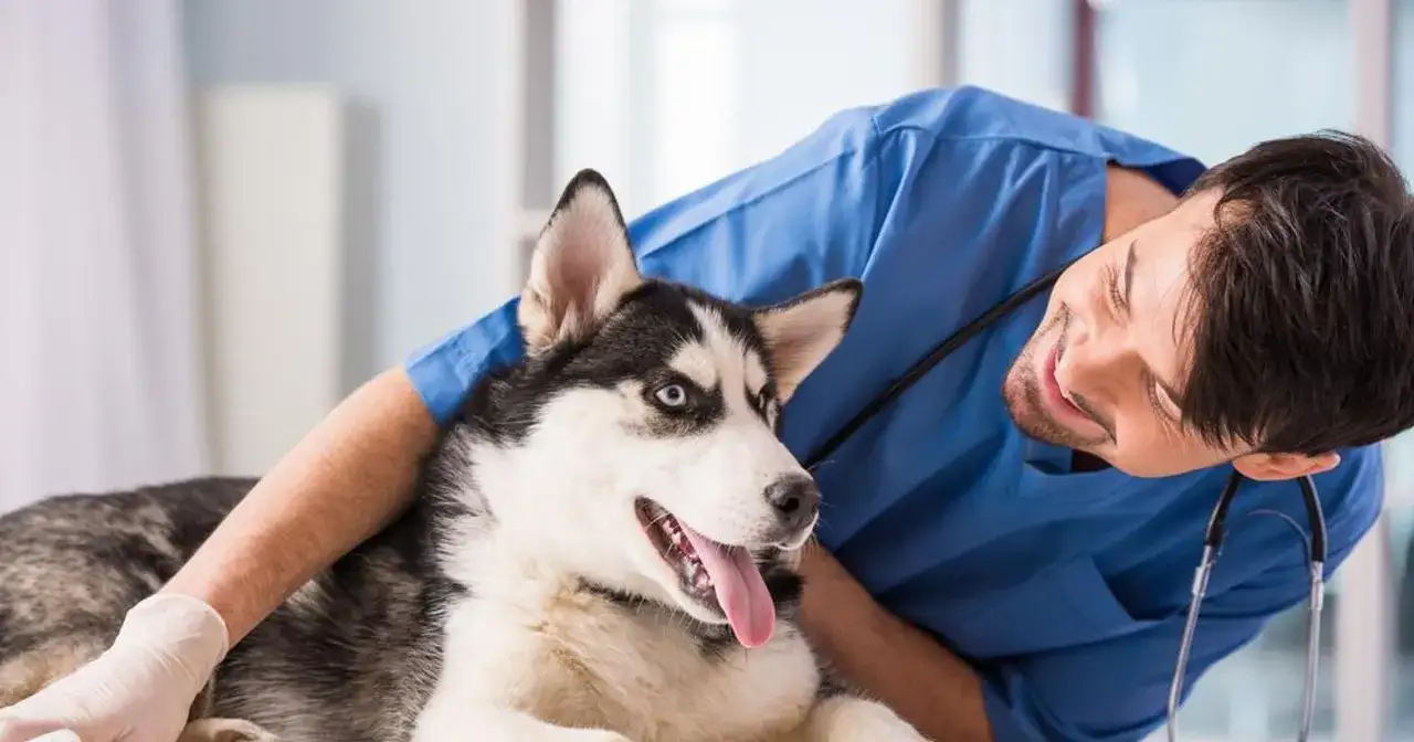 Weterynarz bada psa rasy husky, który może mieć leptospirozę. Pies wygląda na zestresowanego, ale weterynarz stara się go uspokoić.