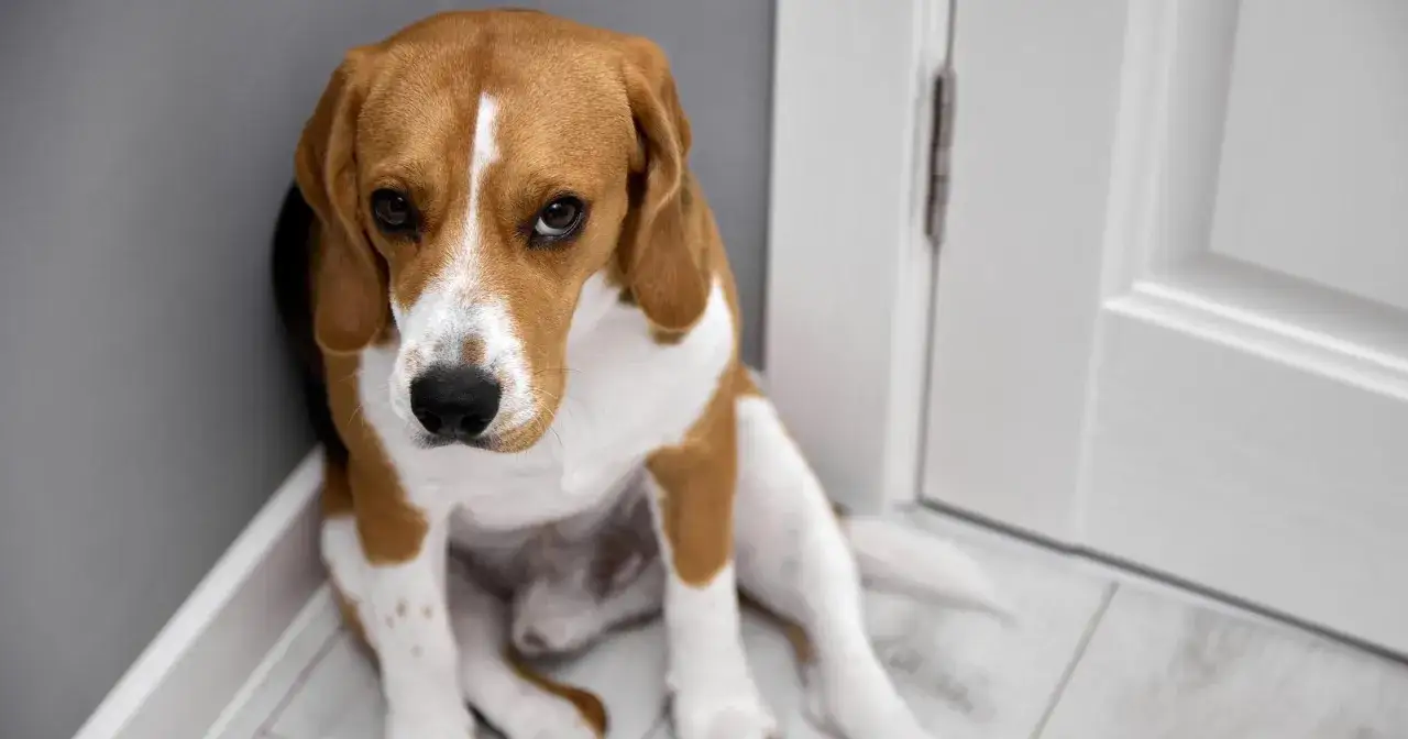 Smutny beagle siedzi przy drzwiach, wpatrując się w przestrzeń. Czy psy widzą duchy? Jego spojrzenie sugeruje, że może coś widzi.