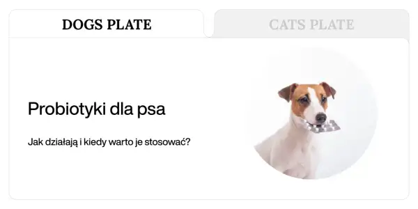 Jack Russell terrier z blistrem tabletek w pysku. Dowiedz się, jakie suplementy dla psa są najlepsze.