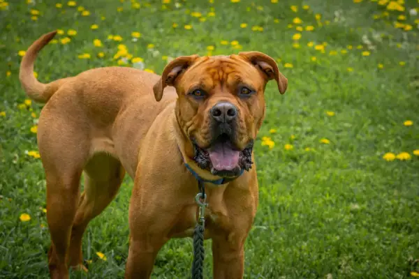 Potężny dog z bordeaux, z językiem na wierzchu, stoi na trawie pełnej żółtych kwiatów.