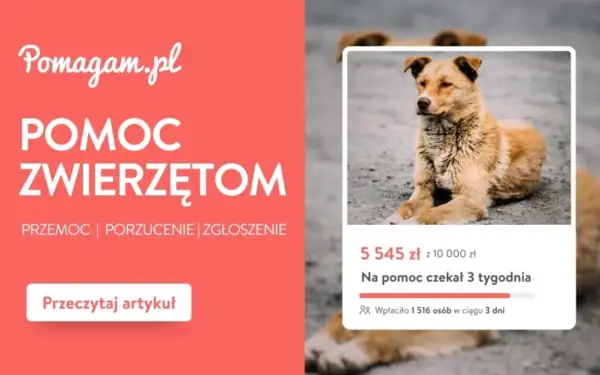 Szukasz informacji, gdzie zgłosić bezpańskiego psa na wsi? Artykuł na Pomagam.pl wyjaśnia, jak pomóc zwierzętom w potrzebie.