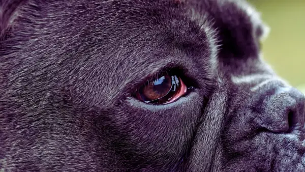 Zbliżenie na oko psa rasy Cane Corso. Widoczna jest błona migawkowa, czyli trzecia powieka u psa, lekko zaczerwieniona.