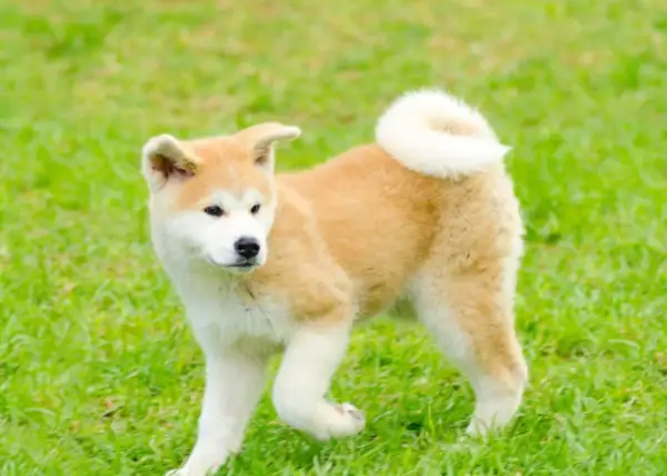 Uroczy szczeniak rasy akita inu bawi się na zielonej trawie, z charakterystycznym zakręconym ogonkiem.