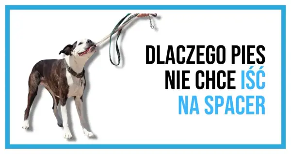 Pies się zapiera i nie chce iść na spacer, trzymając smycz w pysku.