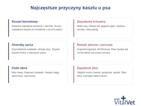 Najczęstsze przyczyny kaszlu u psa: kaszel kennelowy, zapadanie tchawicy, choroby serca, robaki płucne i sercowe, ciało obce, zapalenie płuc. Zastanawiasz się, co podać psu na kaszel? Sprawdź przyczyny!