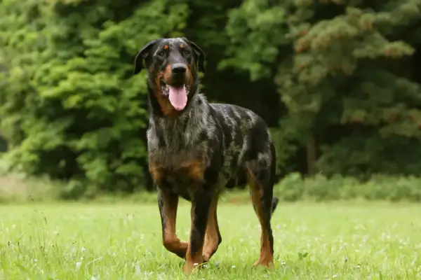 Piękny owczarek francuski beauceron z merle umaszczeniem, z językiem na wierzchu, stoi na zielonej łące.