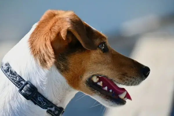Portret Jack Russell Terriera z otwartym pyskiem. Wady tej rasy to m.in. nadmierna szczekliwość i upór.