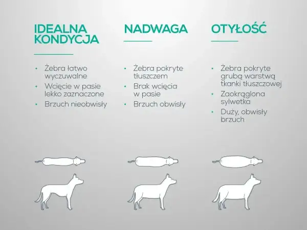 Porównanie sylwetek psów: idealna kondycja, nadwaga i otyłość. Nadwaga u psa objawia się brakiem wcięcia w pasie i obwisłym brzuchem.