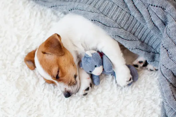 Szczeniak Jack Russell Terrier śpi wtulony w pluszowego misia pod szarym kocem. To piękny przykład, jak pies okazuje zaufanie, czując się bezpiecznie i kochany.