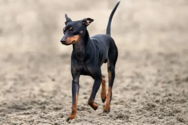 Czarny english toy terrier z rudymi znaczeniami biegnie po piaszczystym podłożu.