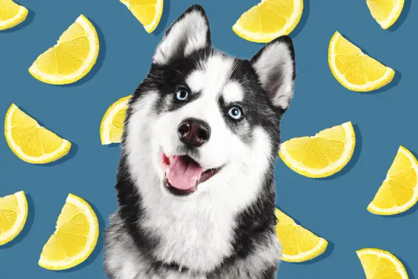 Słodki husky z niebieskimi oczami, otoczony plasterkami cytryny. Czy pies może cytryne? Ten psiak wygląda na zadowolonego, mimo otoczenia cytrusami.