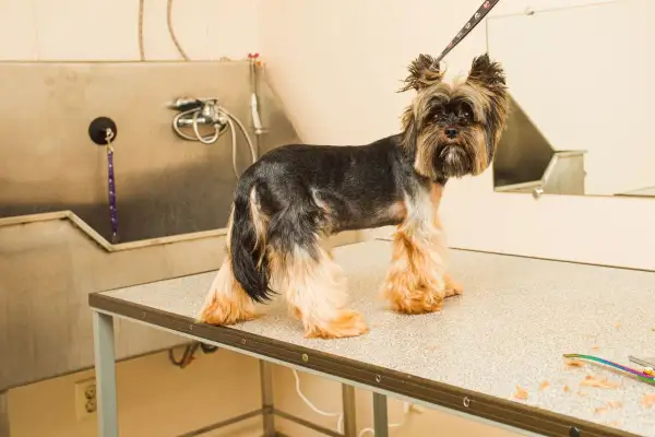 Yorkshire terrier, jedna z ras psów bez podszerstka, czeka na kąpiel w salonie groomerskim.