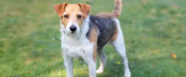 Parson russell terrier charakter: energiczny, ciekawski piesek o trójkolorowym umaszczeniu, gotowy do zabawy na trawie.