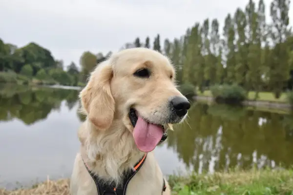 Uśmiechnięty golden retriever z językiem na wierzchu, siedzący nad jeziorem.