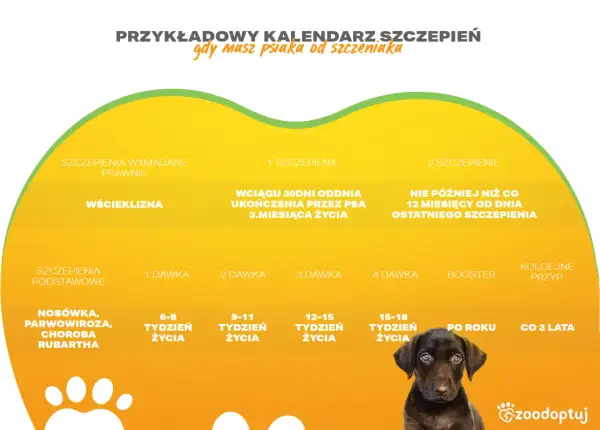 Kalendarz szczepień dla psa, w tym Nobivac. Pokazuje dawki i terminy szczepień przeciwko wściekliźnie i chorobom zakaźnym.