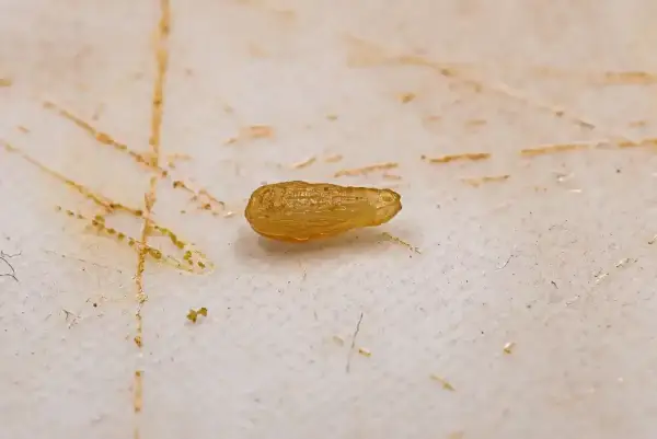 Jajeczko pasożyta, przypominające ziarnko ryżu, na tle zanieczyszczonej powierzchni. Szukasz domowych sposobów na robaki u psa?